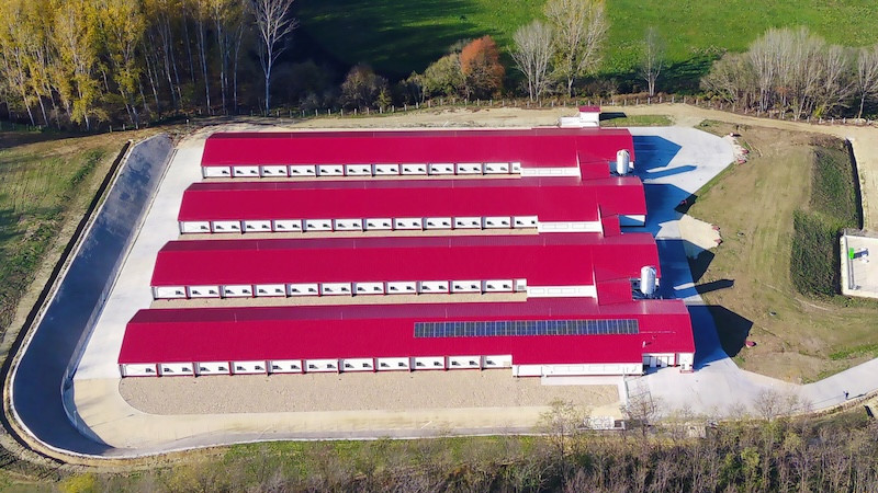 Driving sustainability in the poultry sector