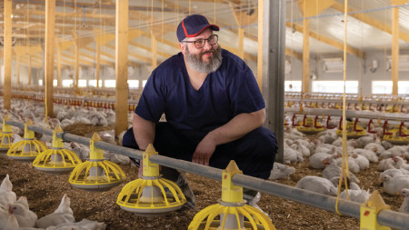 Worker in house with chickens feeding