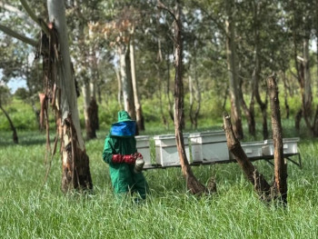Aviagen employee in green beekeeper suit tending to beehives