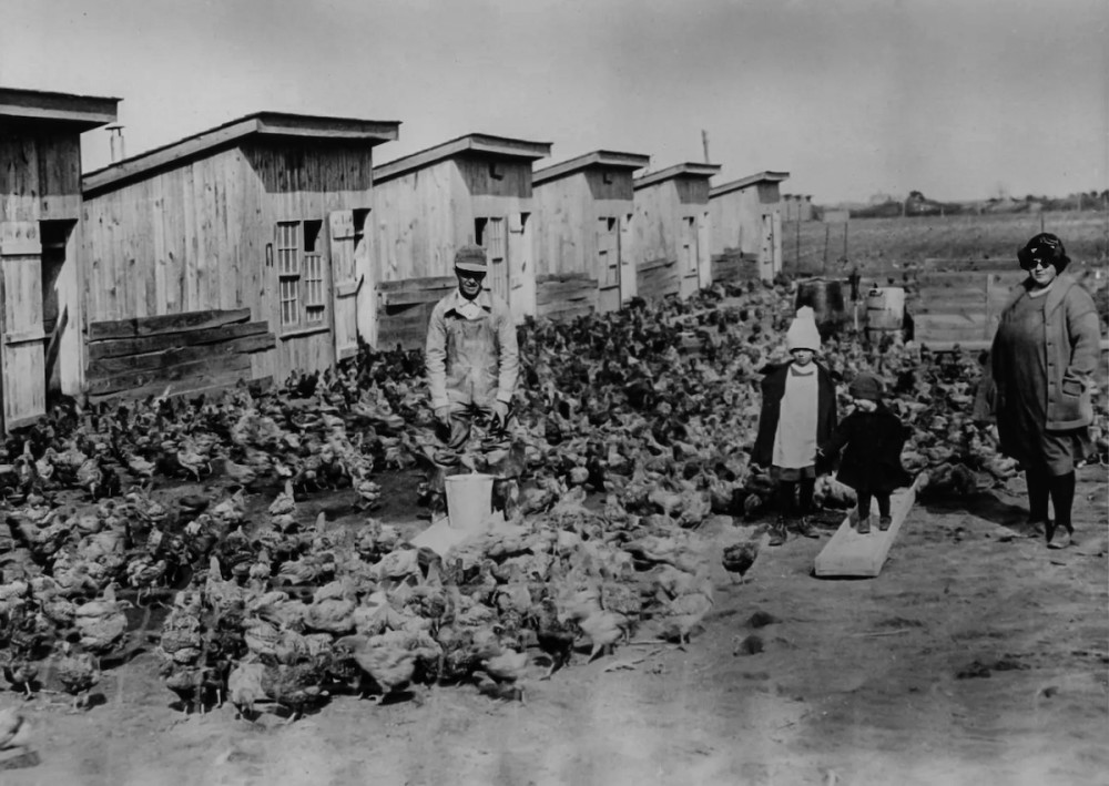 Archive image of Cecile Steele's chickens, houses and workers, National Archives